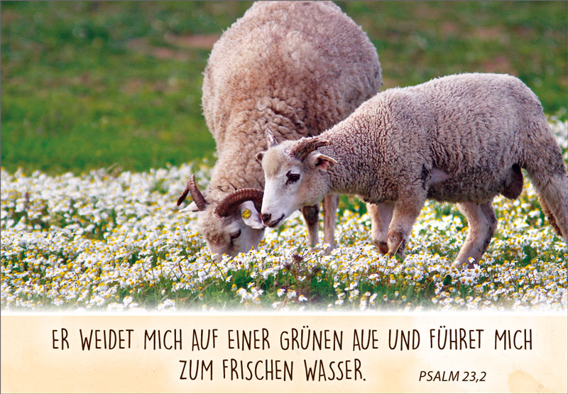 Neujahrslose Schafe