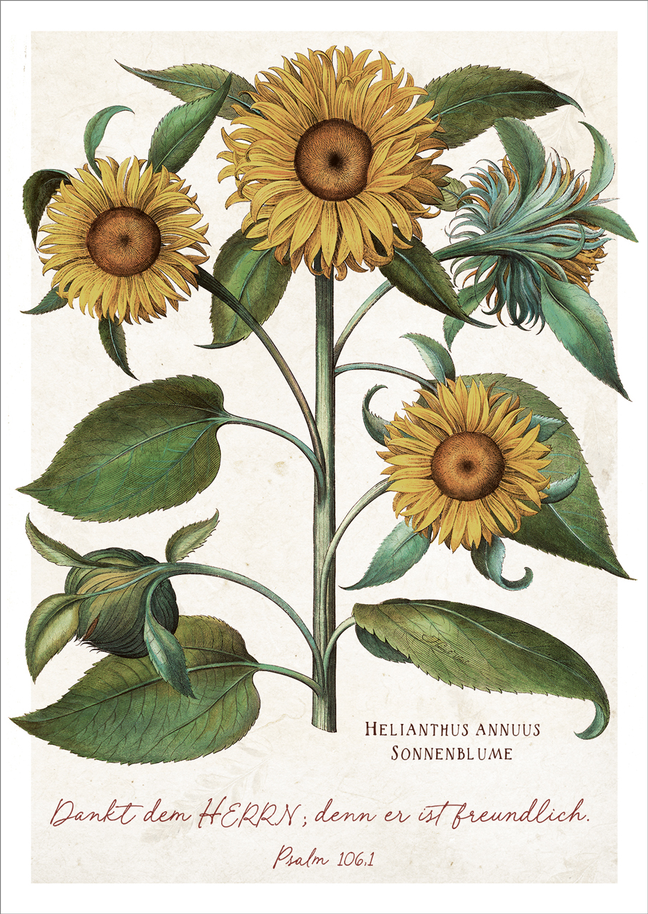 Postkarte Dankt dem Herrn - Sonnenblume -  (10,5 x 14,8 cm)