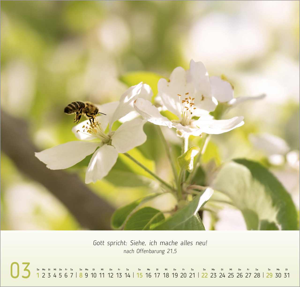 Gesichter der Natur Wandkalender 2026