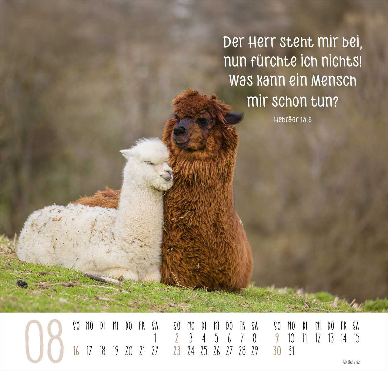 Beste Freunde - Ich mag dich 2026 - Posterkalender