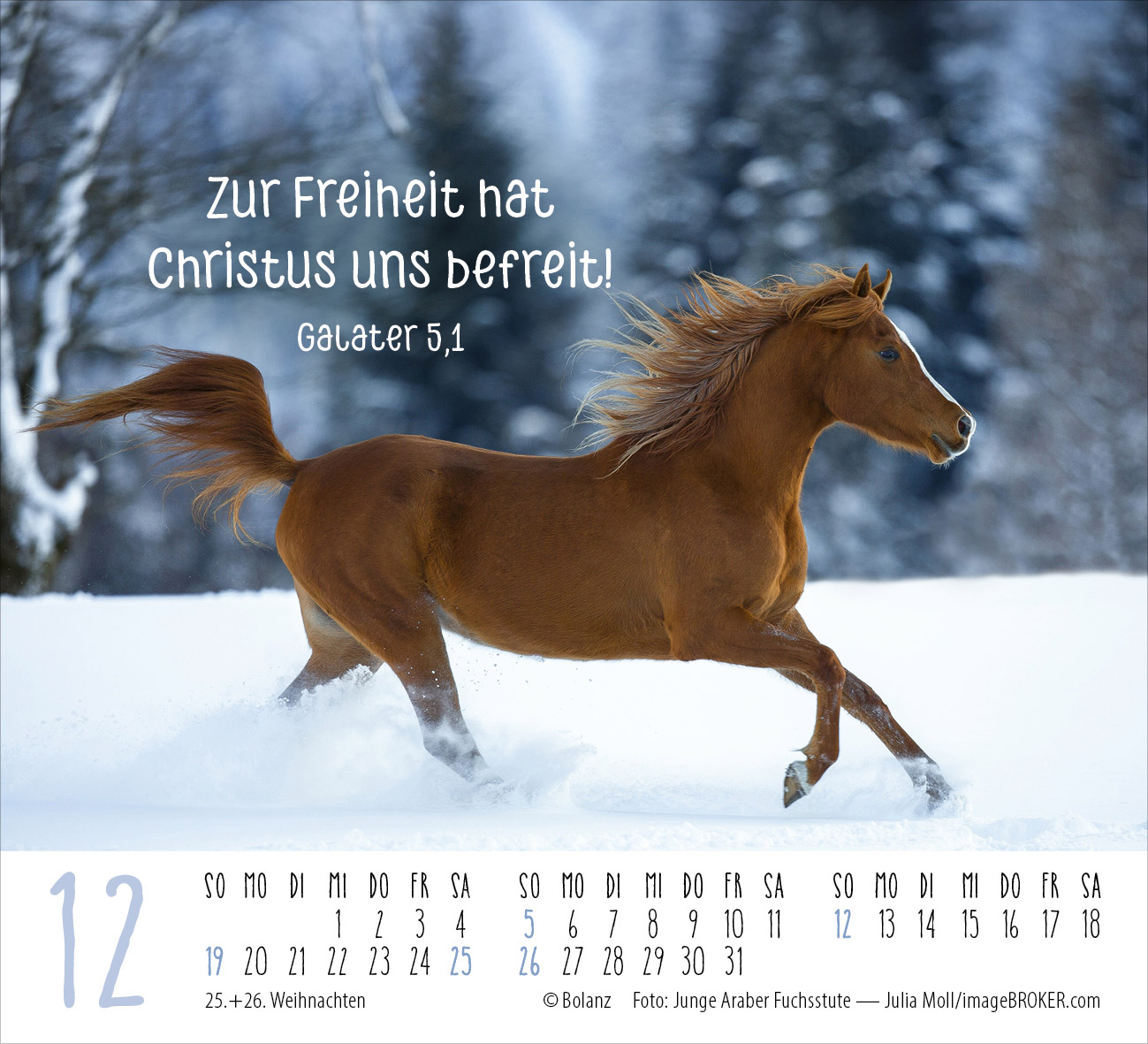 Pferde – elegante Schönheiten 2027 – Minikalender