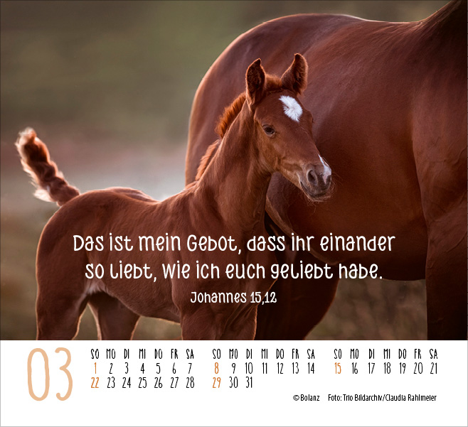 Pferde - elegante Schönheiten - Minikalender 2026