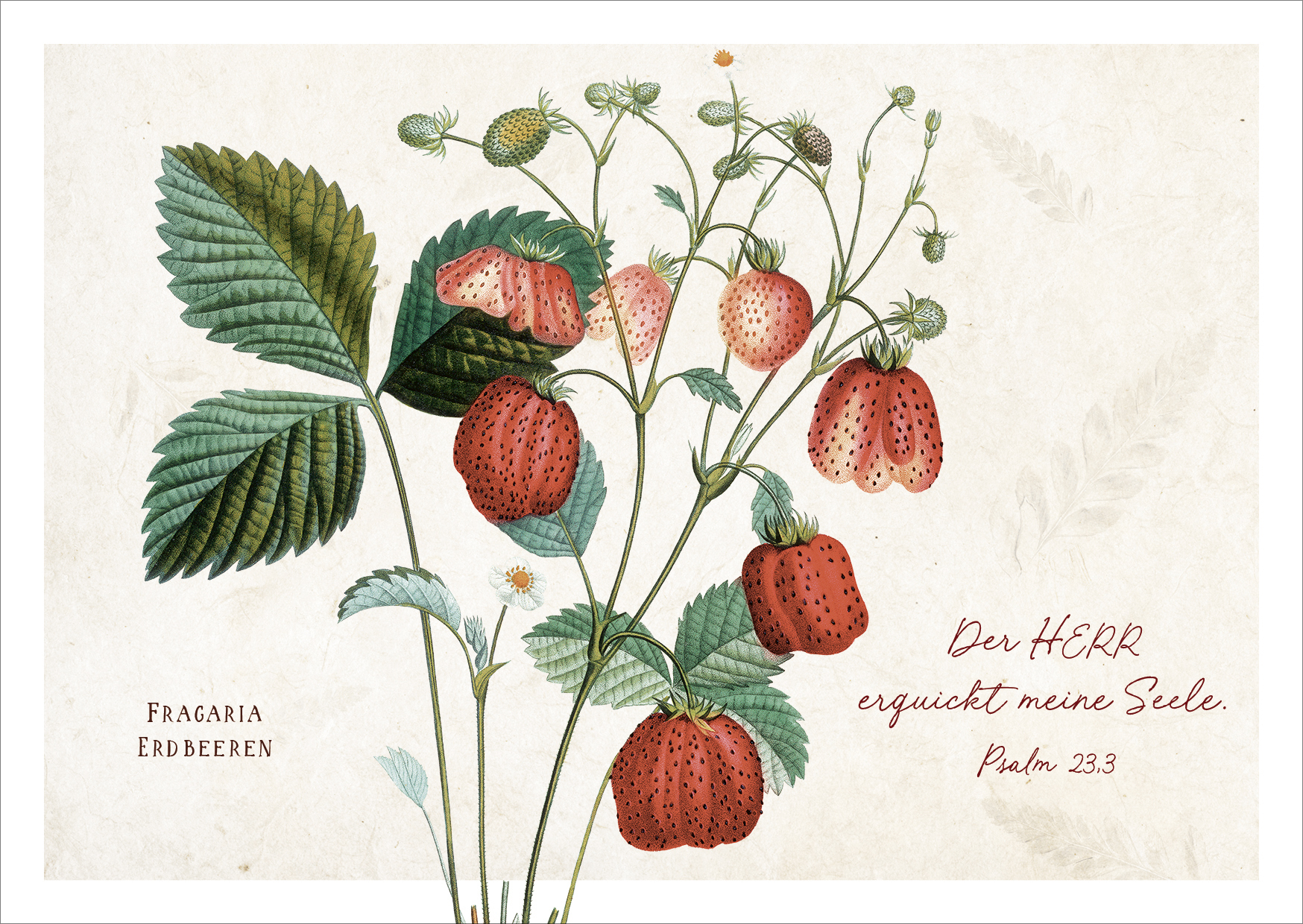 Postkarte Psalm 23 - Erdbeeren -  (14,8 x 10,5 cm)