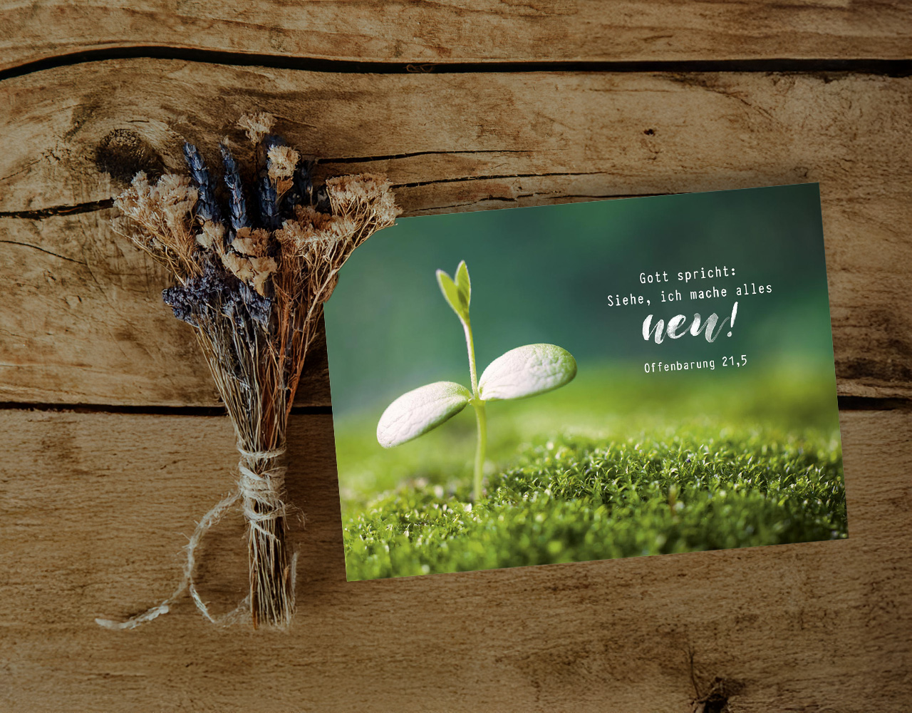 Postkarte Jahreslosung Spross -  Anlass: Jahreslosung (14,8 x 10,5 cm)