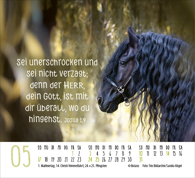Pferde - elegante Schönheiten - Minikalender 2026
