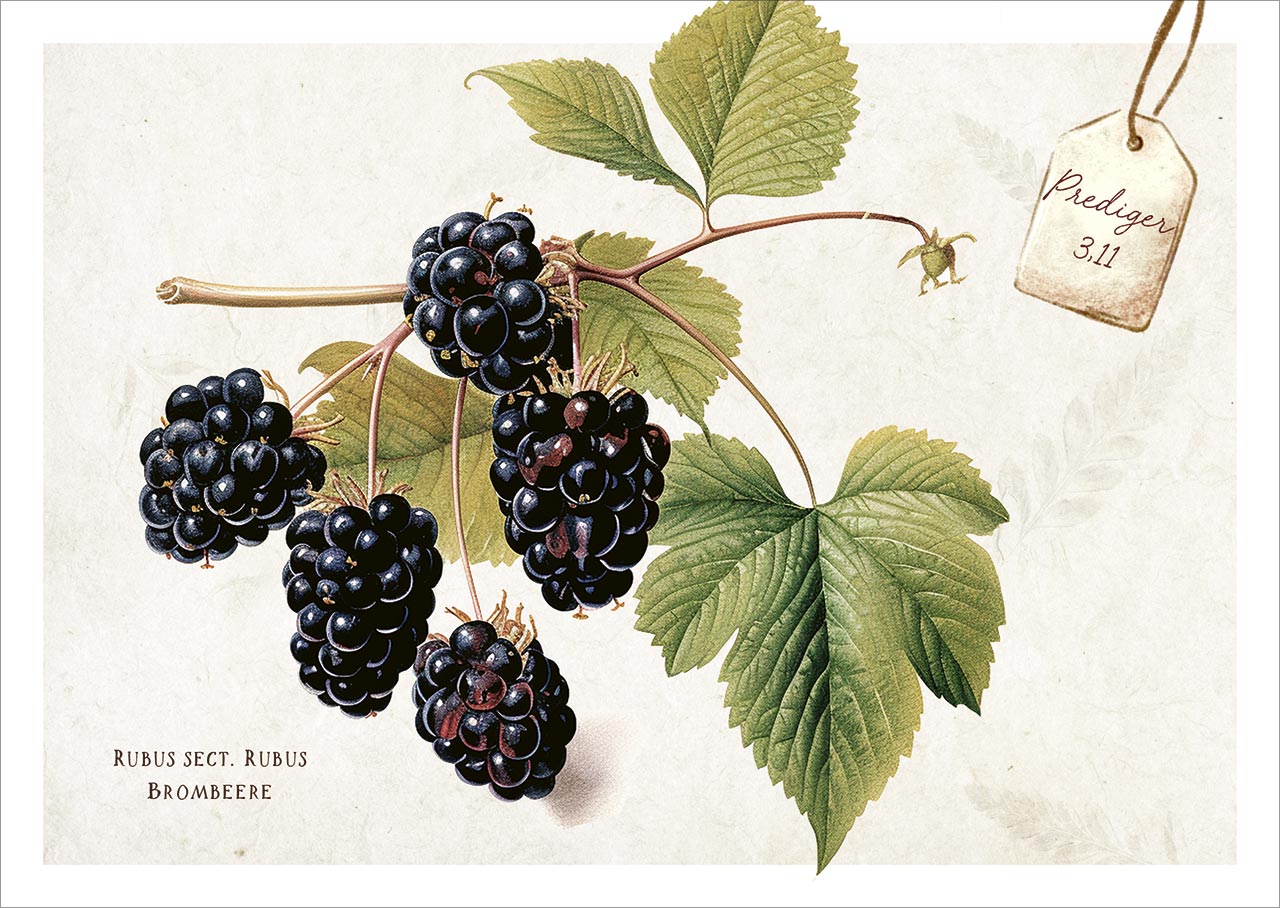 Postkartenbox Meisterwerke des Schöpfers - Freude im Garten -  (15 x 11 cm)