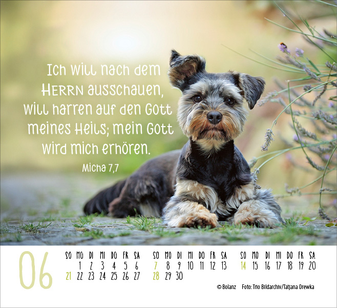 Hunde - treue Wegbegleiter  - Minikalender 2026