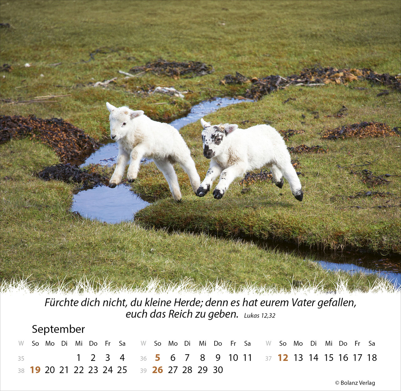 Ein Leben für die Schafe 2027 – Tischkalender