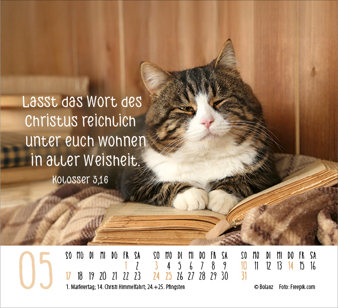 Katzen - auf leisen Pfoten  - Minikalender 2026