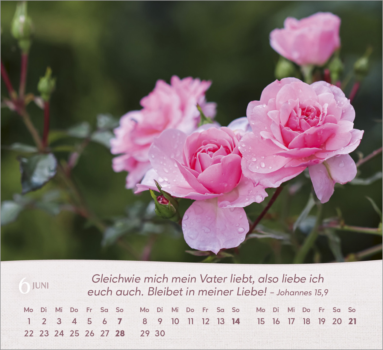Rosen Tischkalender 2026