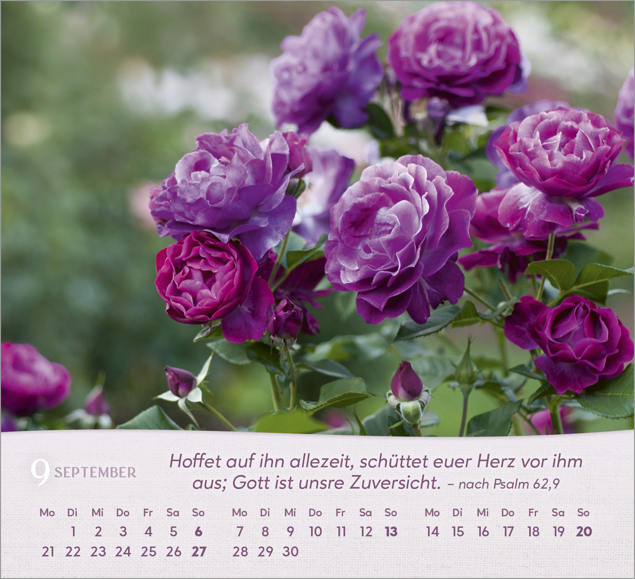 Rosen Tischkalender 2026