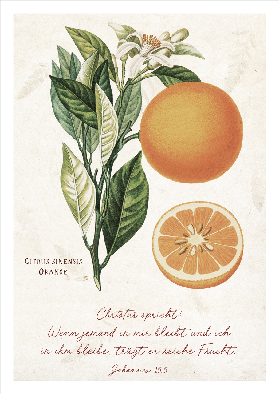 Postkarte Reiche Frucht - Orange -  (10,5 x 14,8 cm)
