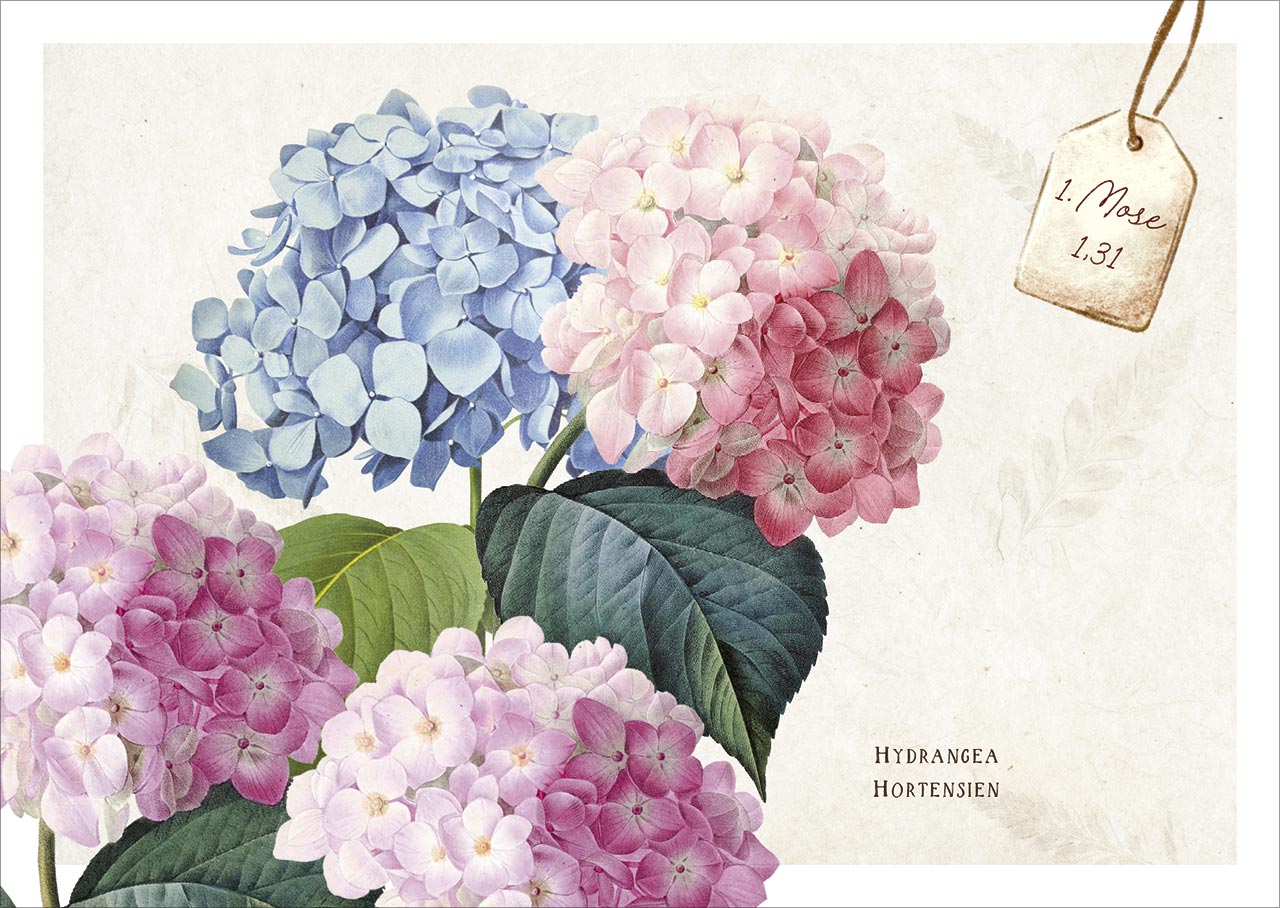 Postkartenbox Meisterwerke des Schöpfers - Freude im Garten -  (15 x 11 cm)