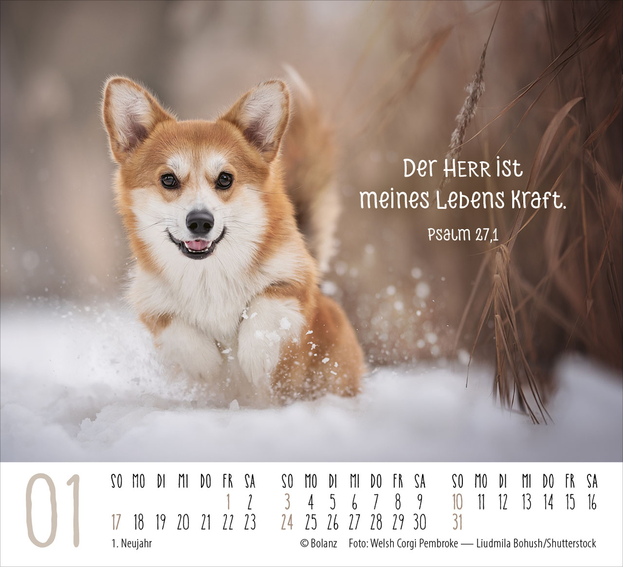 Hunde – treue Wegbegleiter 2027 – Minikalender