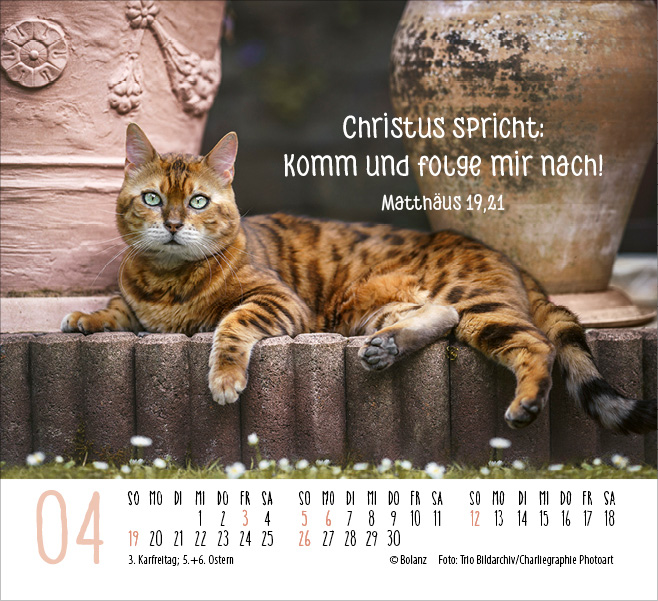 Katzen - auf leisen Pfoten  - Minikalender 2026