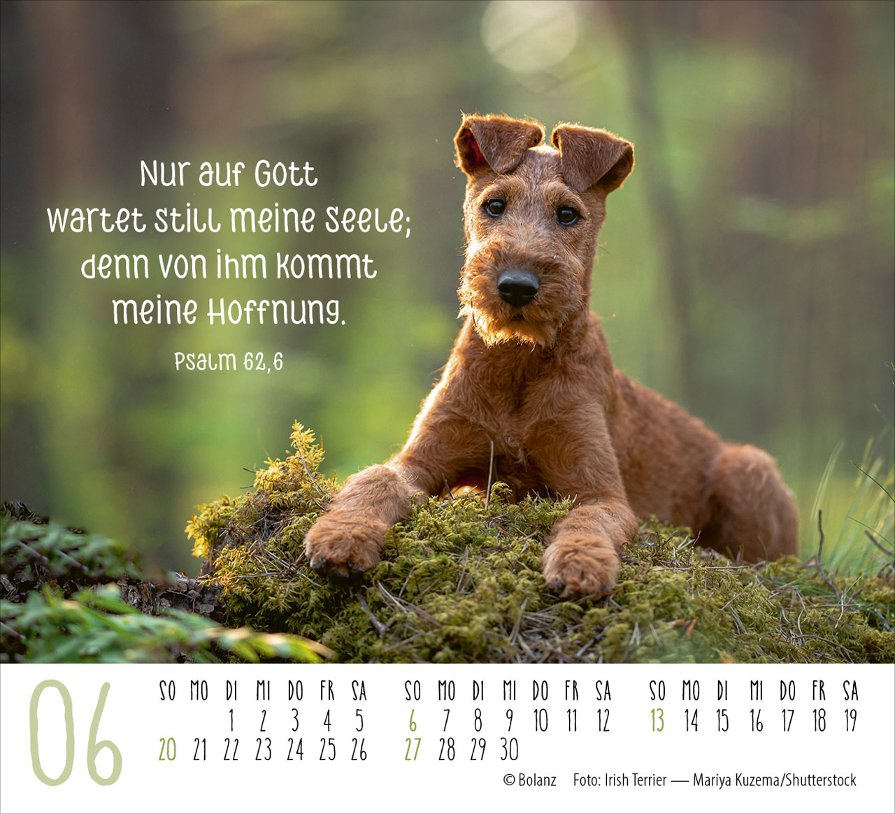 Hunde – treue Wegbegleiter 2027 – Minikalender