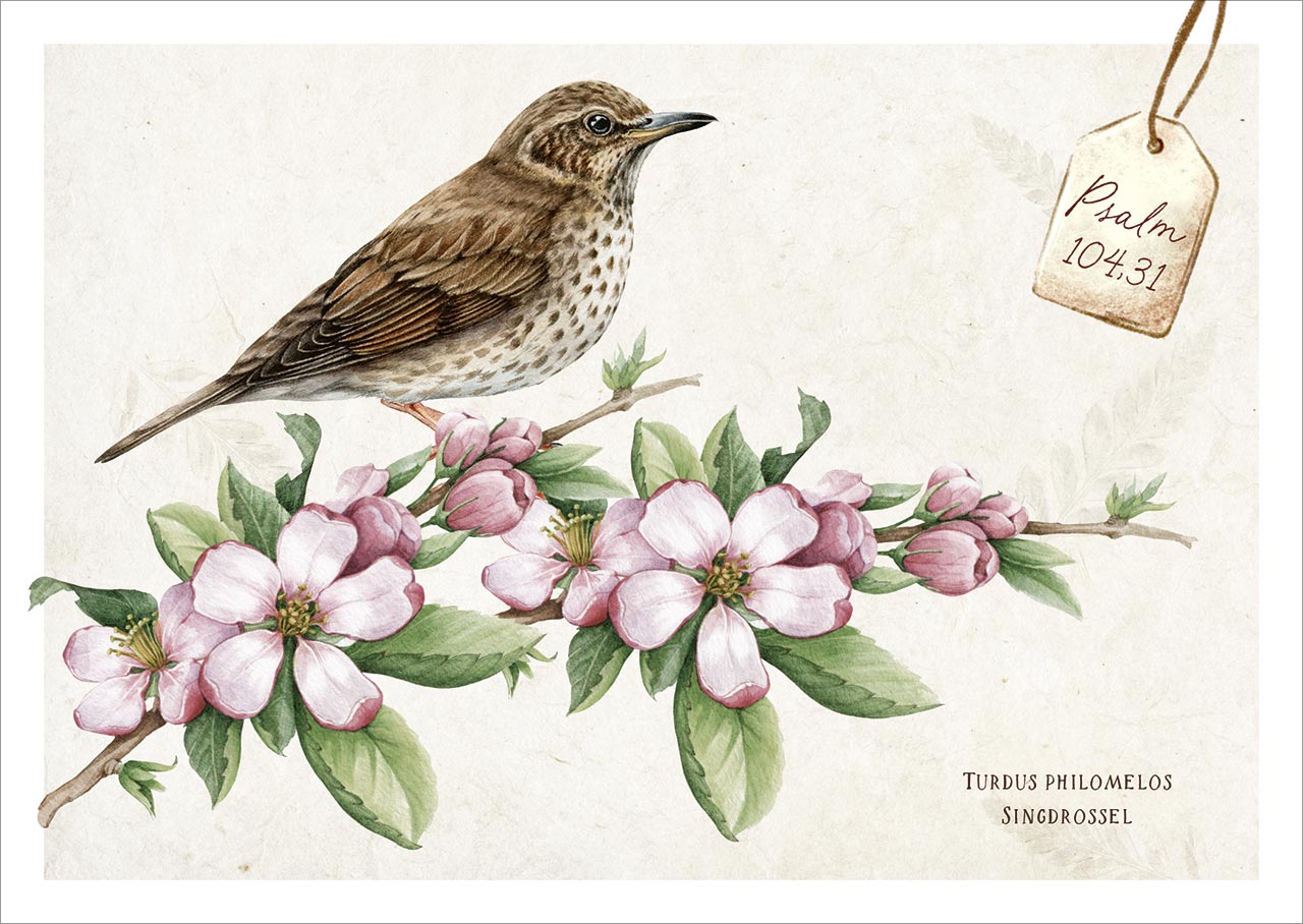 Postkartenbox Meisterwerke des Schöpfers - Freude im Garten -  (15 x 11 cm)