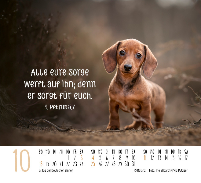Hunde - treue Wegbegleiter  - Minikalender 2026