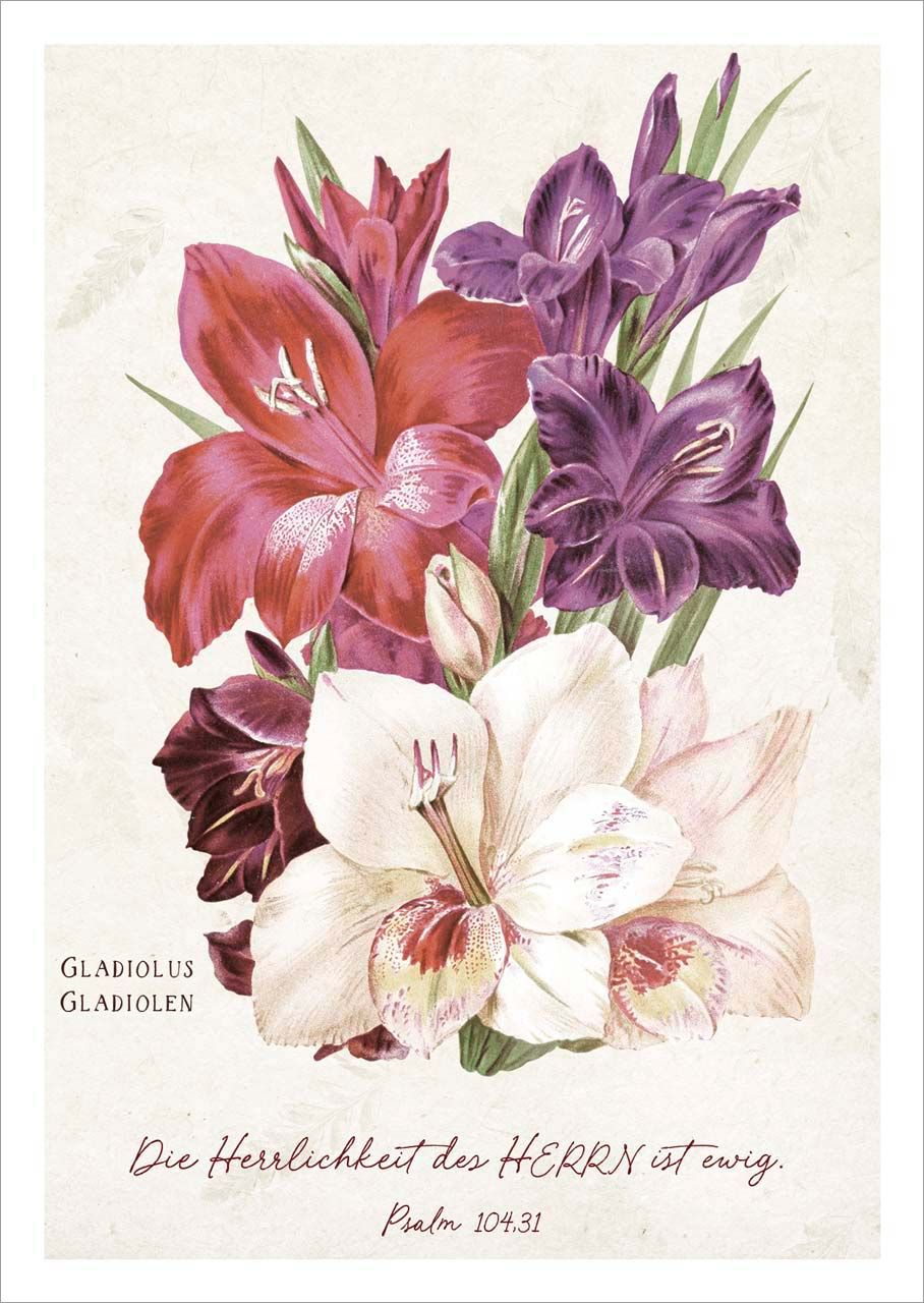 Postkarte Herrlichkeit - Gladiolen -  (10,5 x 14,8 cm)
