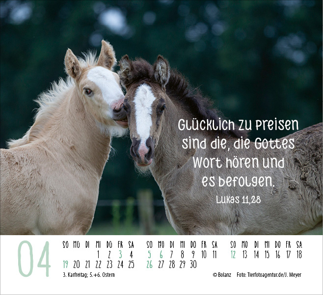 Pferde - elegante Schönheiten - Minikalender 2026