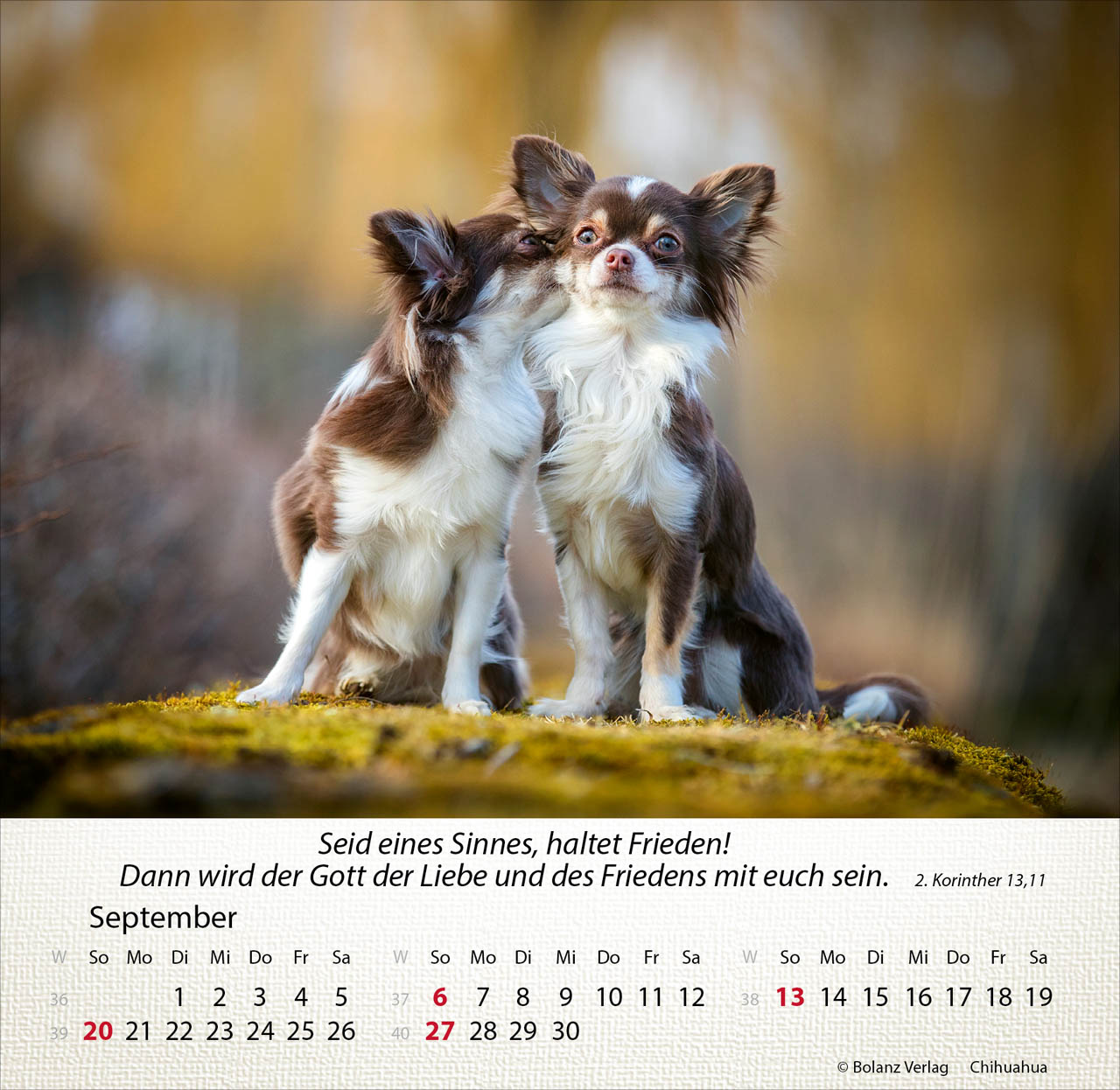 Hunde 2026 - Tischkalender