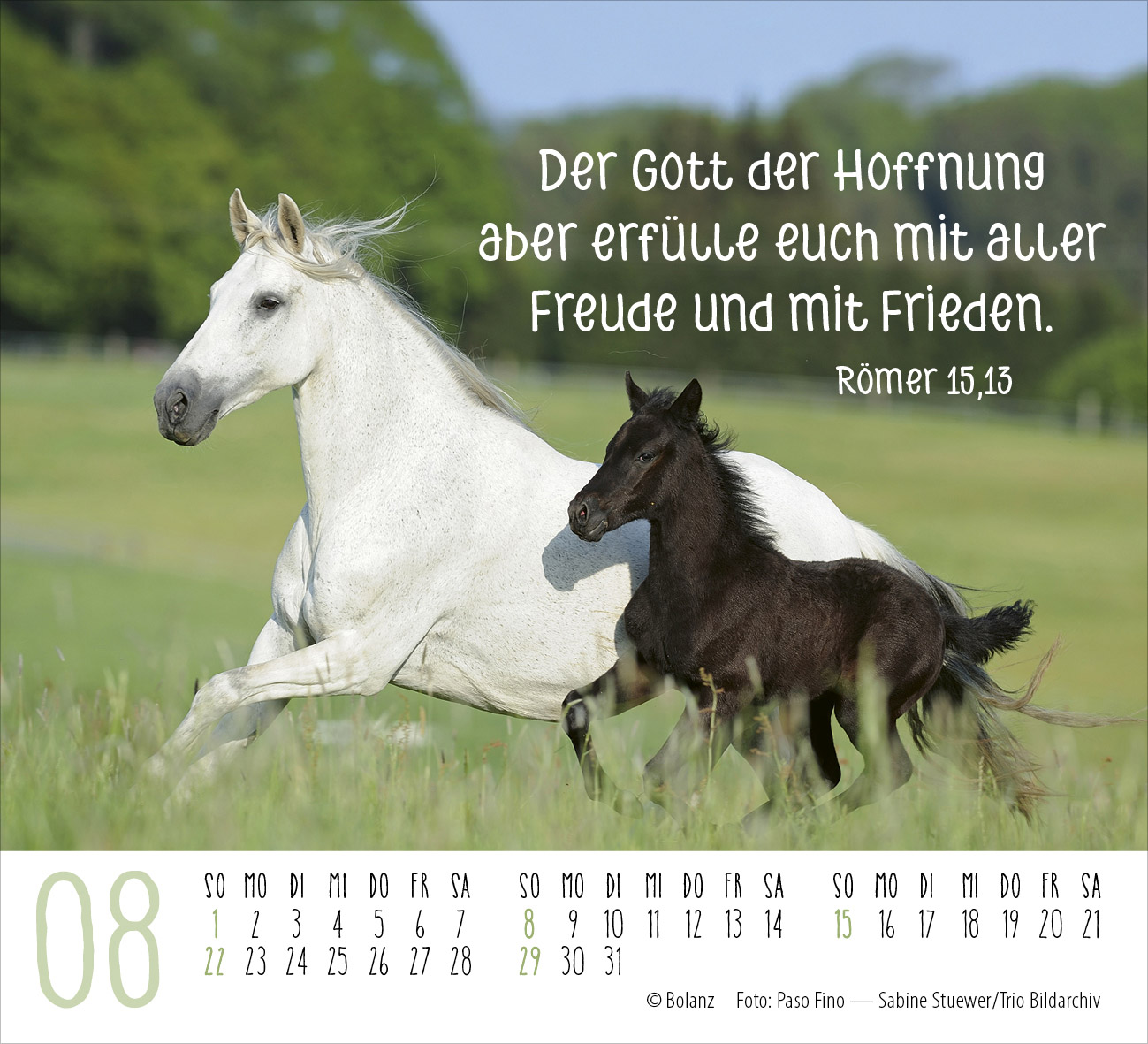 Pferde – elegante Schönheiten 2027 – Minikalender