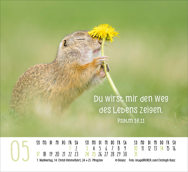 Begegnungen - Dich vergess ich nie 2026 - Minikalender