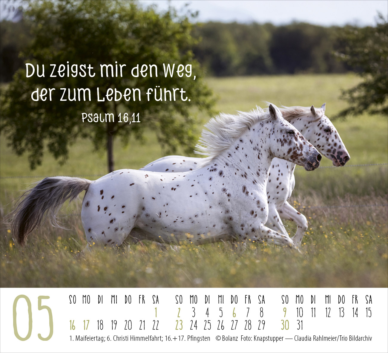 Pferde – elegante Schönheiten 2027 – Minikalender