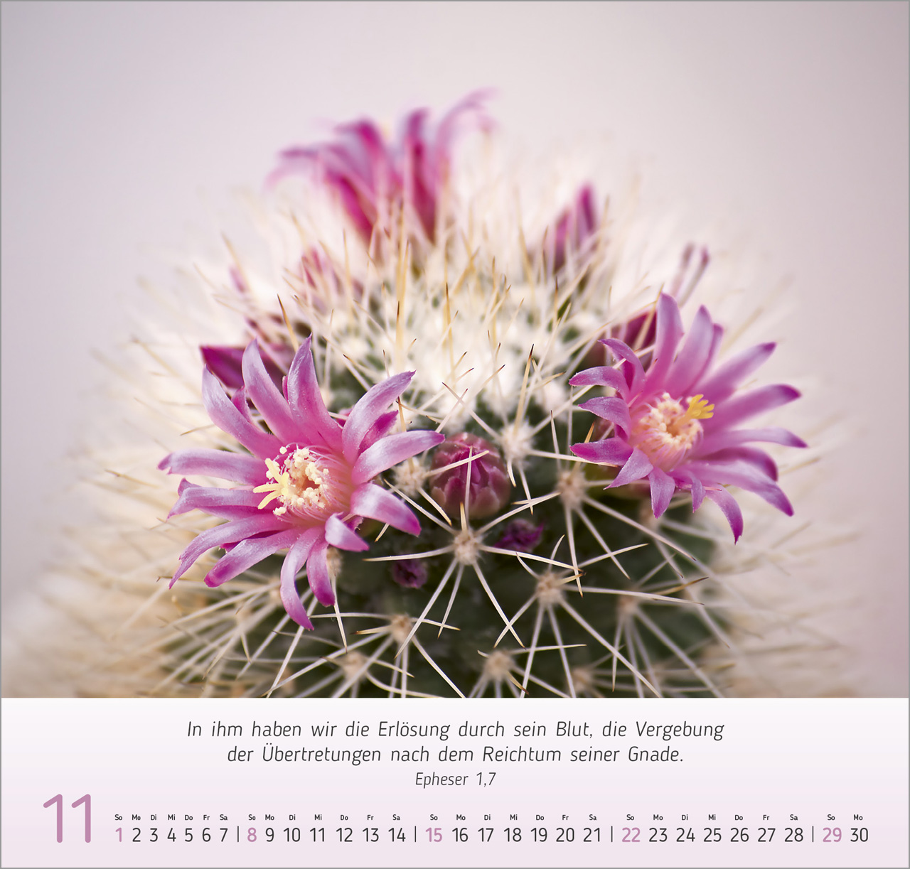 Gesichter der Natur Wandkalender 2026