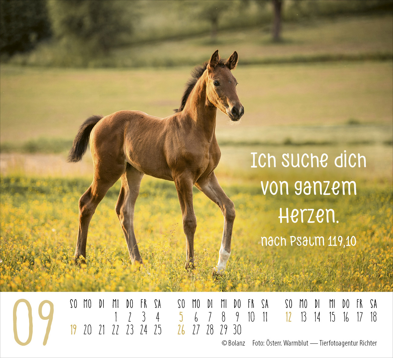 Pferde – elegante Schönheiten 2027 – Minikalender