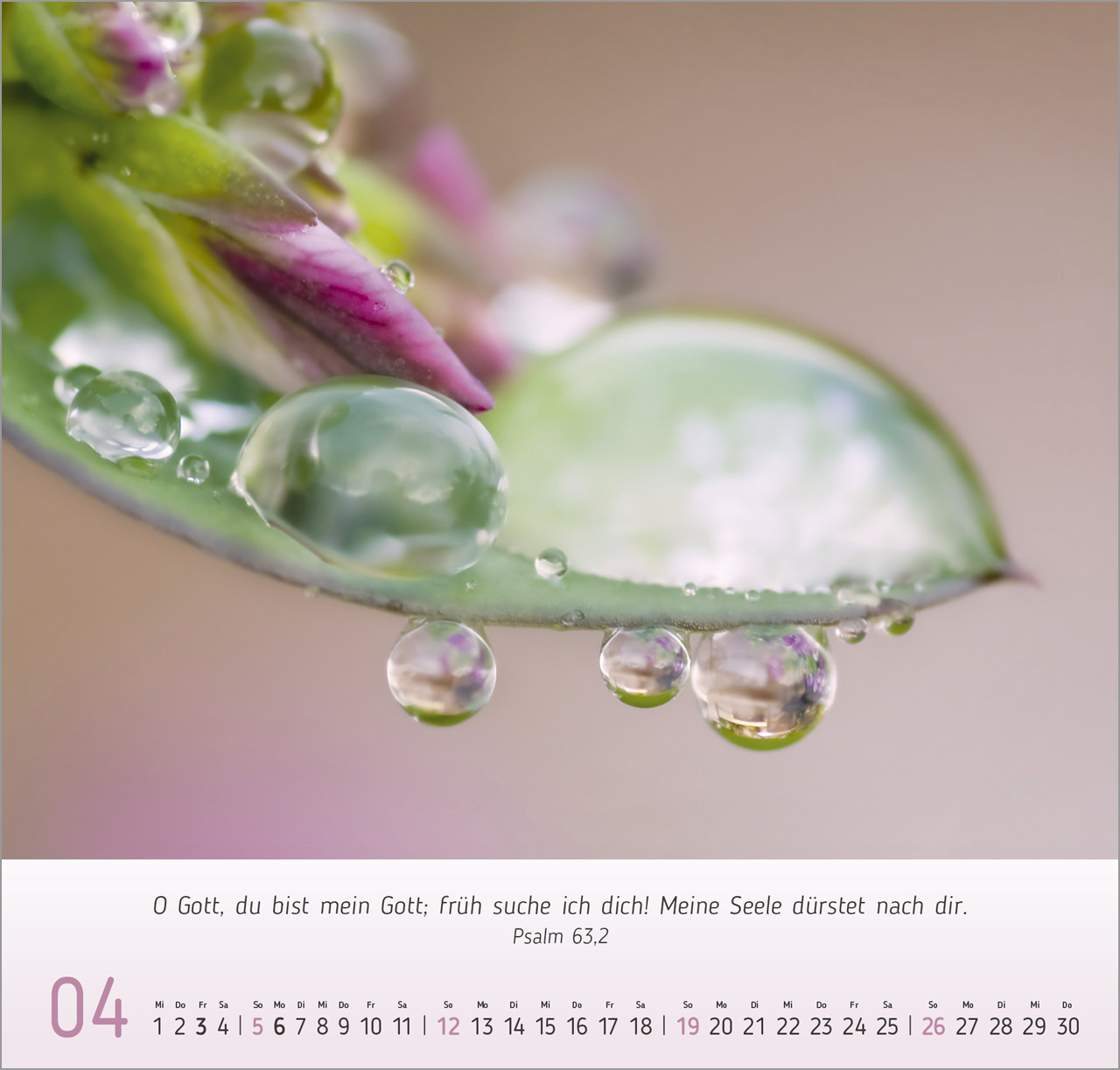 Gesichter der Natur Wandkalender 2026
