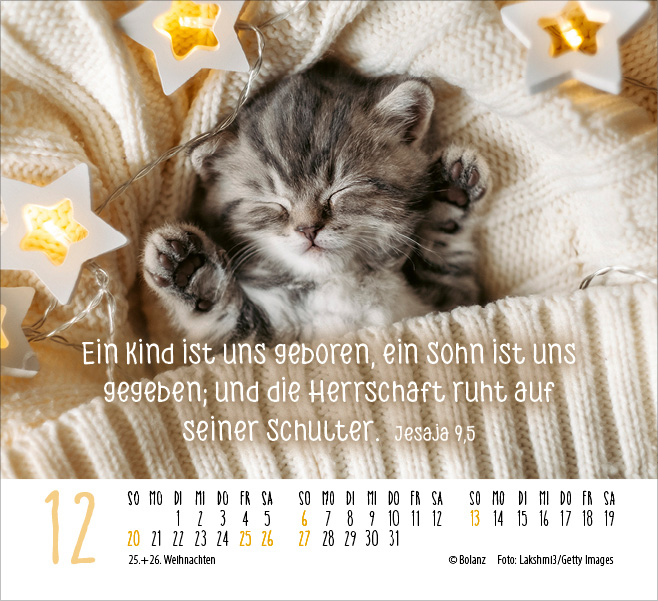 Katzen - auf leisen Pfoten  - Minikalender 2026