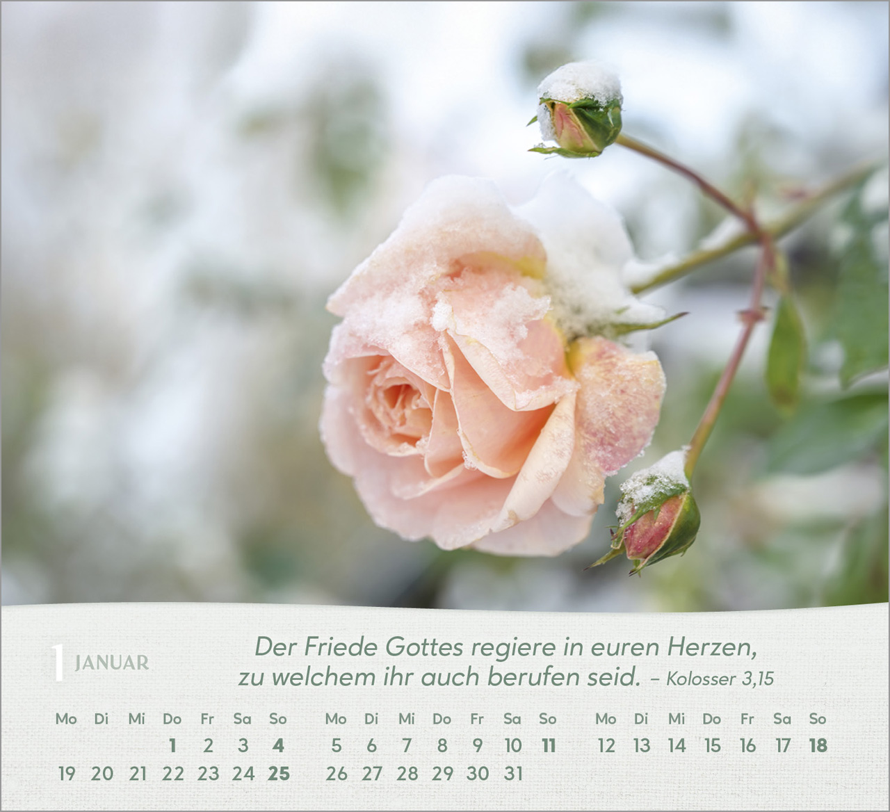 Rosen Tischkalender 2026