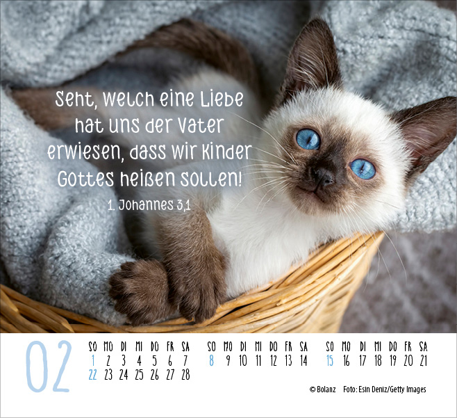 Katzen - auf leisen Pfoten  - Minikalender 2026