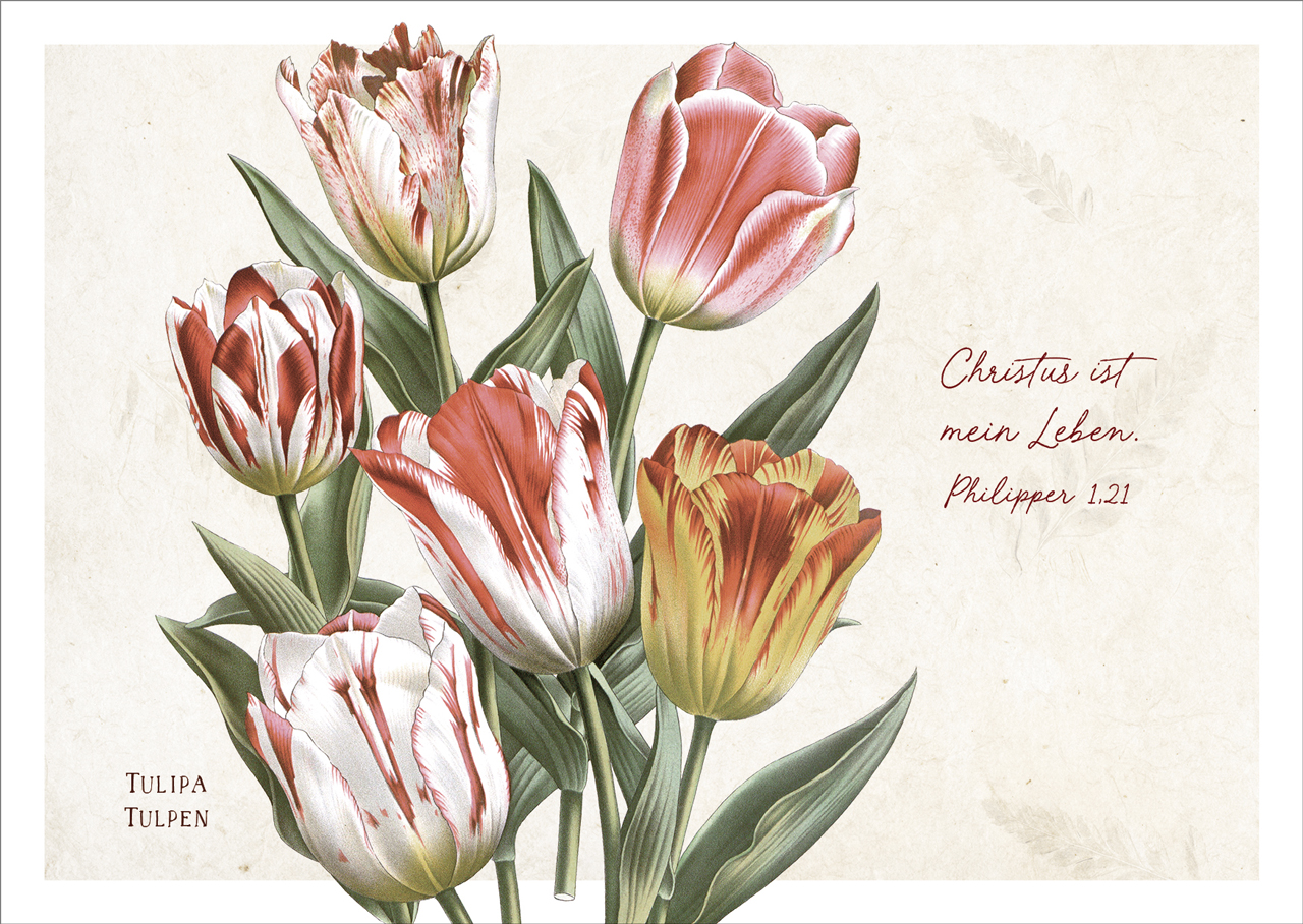 Postkarte Christus ist mein Leben - Tulpen -  (14,8 x 10,5 cm)