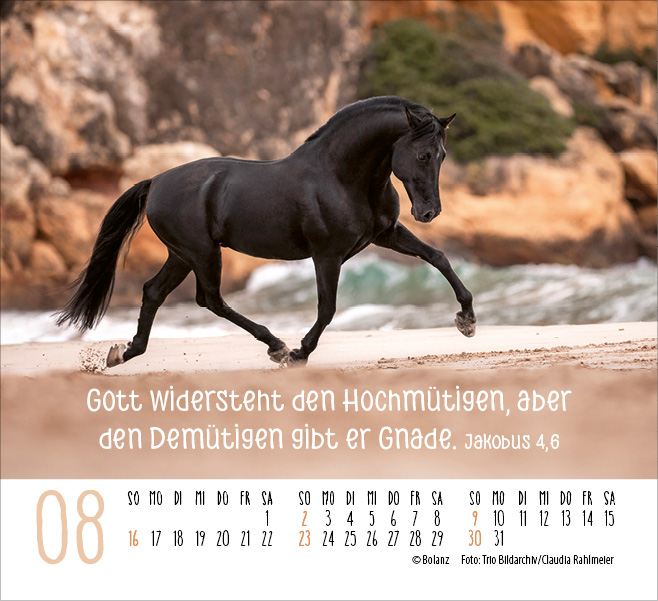 Pferde - elegante Schönheiten - Minikalender 2026