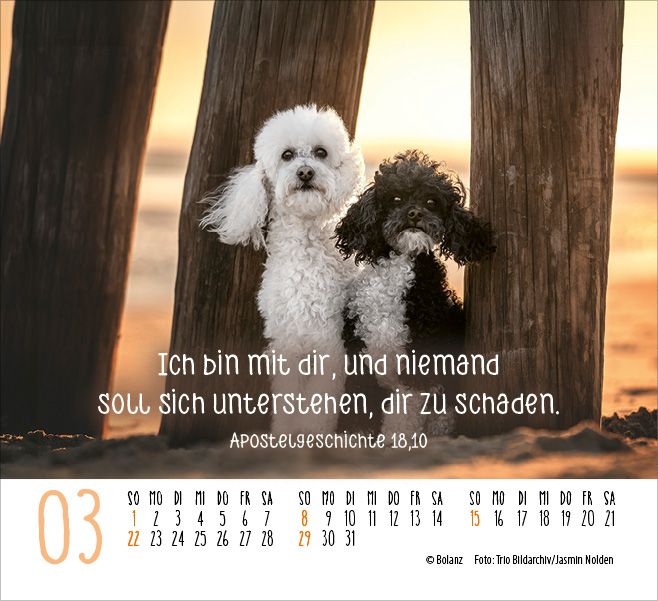 Hunde - treue Wegbegleiter  - Minikalender 2026