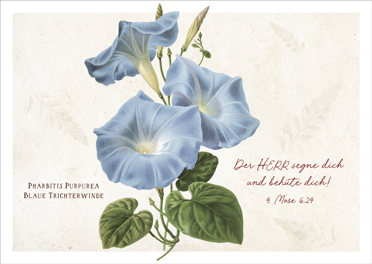 Postkarte Der Herr segne dich - Trichterwinde -  (14,8 x 10,5 cm)