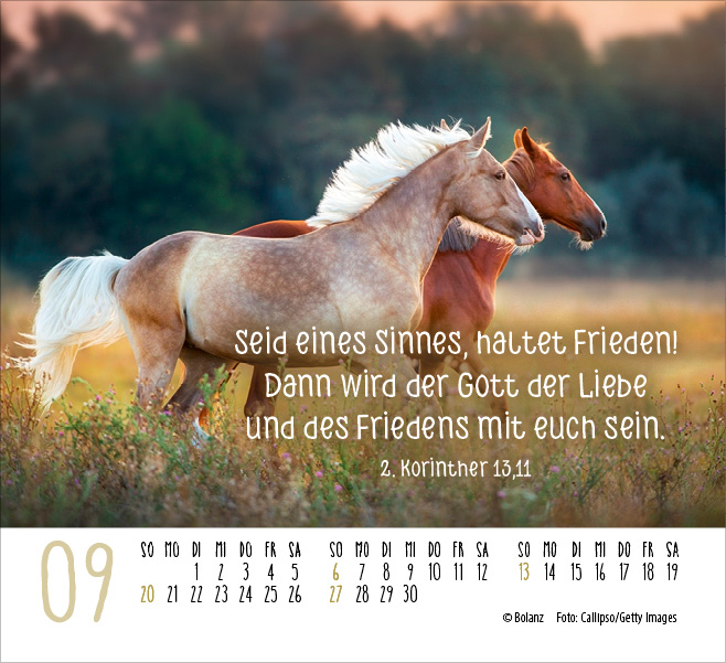 Pferde - elegante Schönheiten - Minikalender 2026