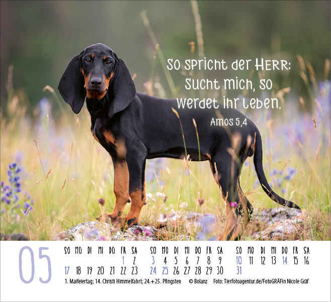 Hunde - treue Wegbegleiter  - Minikalender 2026