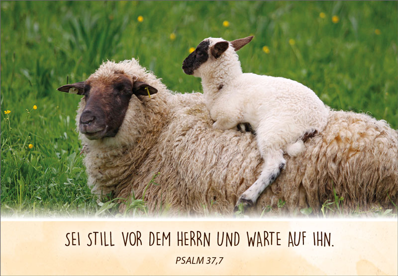 Neujahrslose Schafe