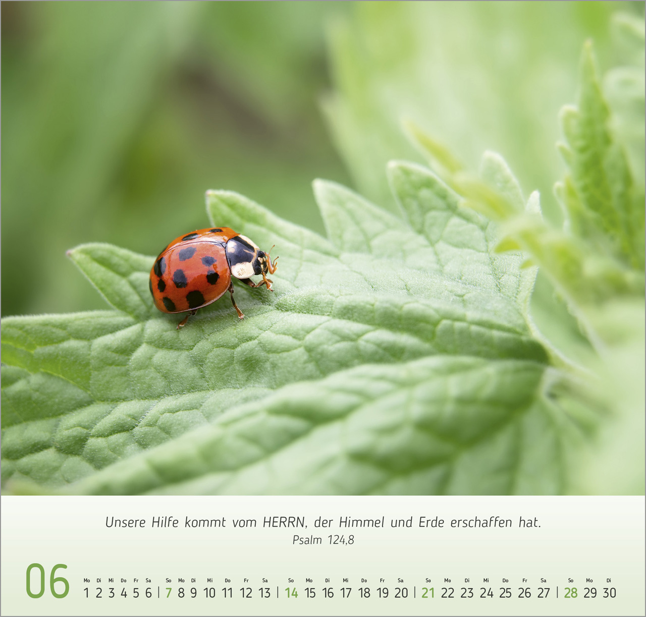 Gesichter der Natur Wandkalender 2026