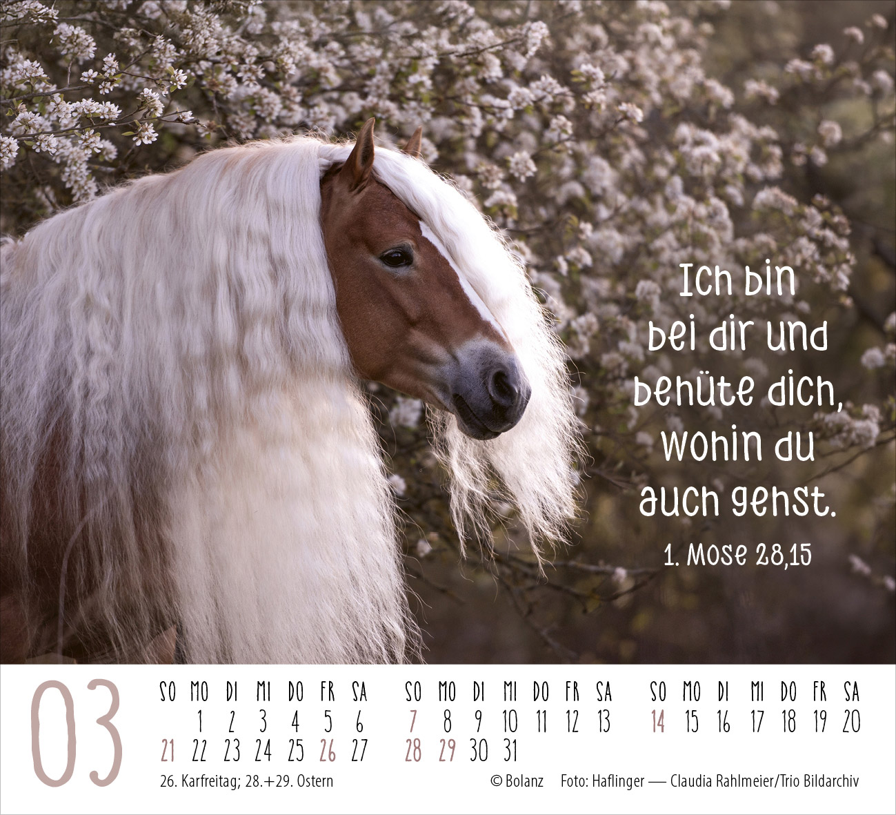 Pferde – elegante Schönheiten 2027 – Minikalender