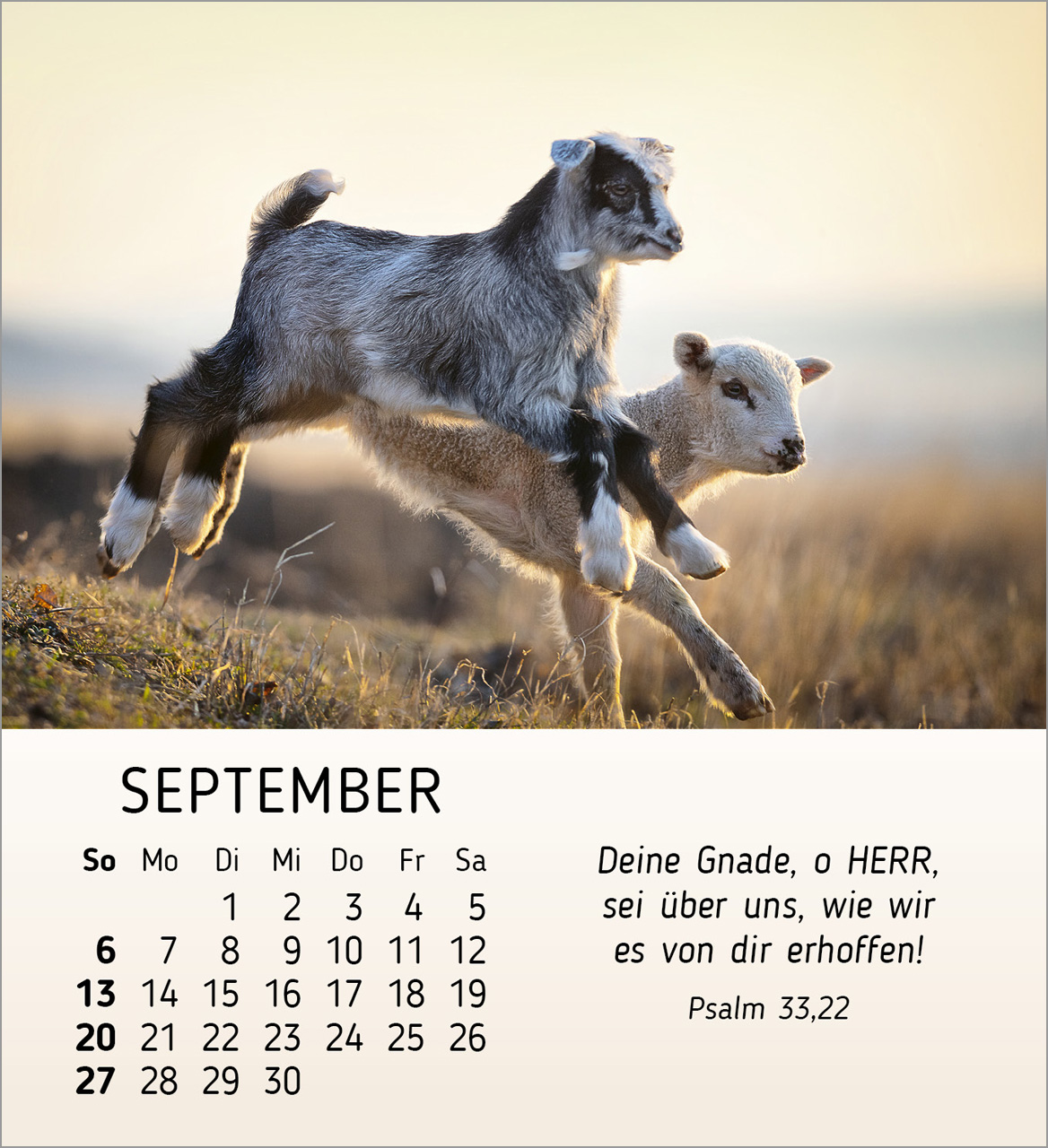 Meine kleinen Freunde 2026 - Tischkalender