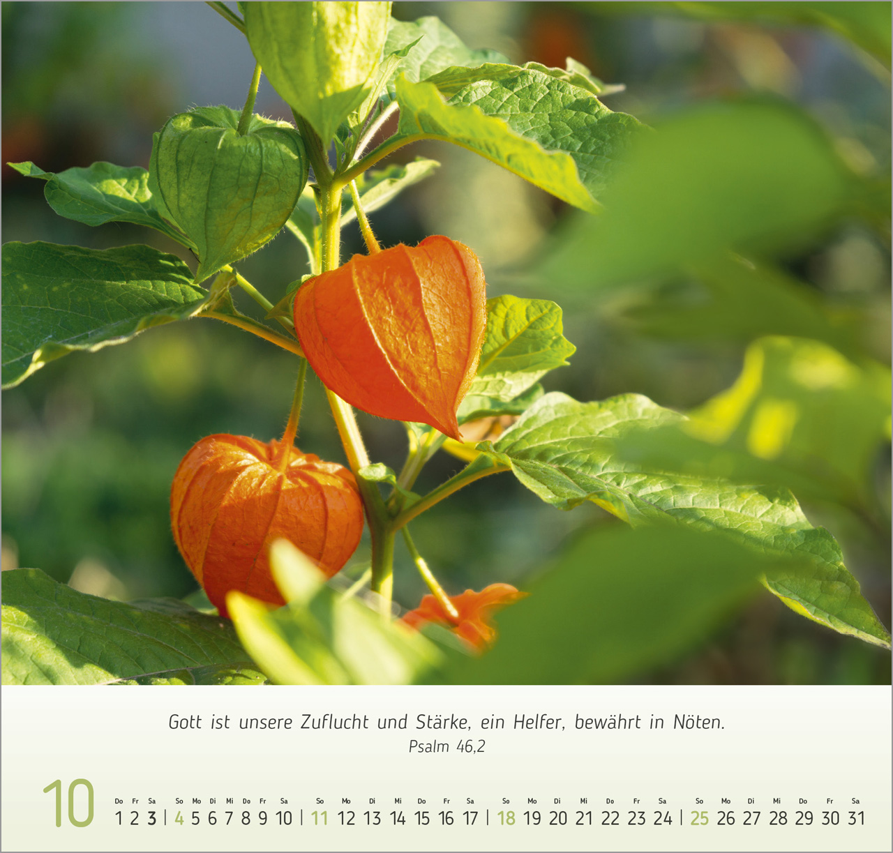 Gesichter der Natur Wandkalender 2026