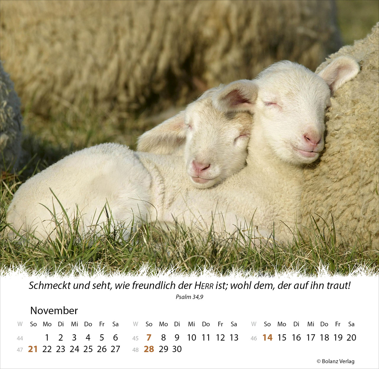 Ein Leben für die Schafe 2027 – Tischkalender