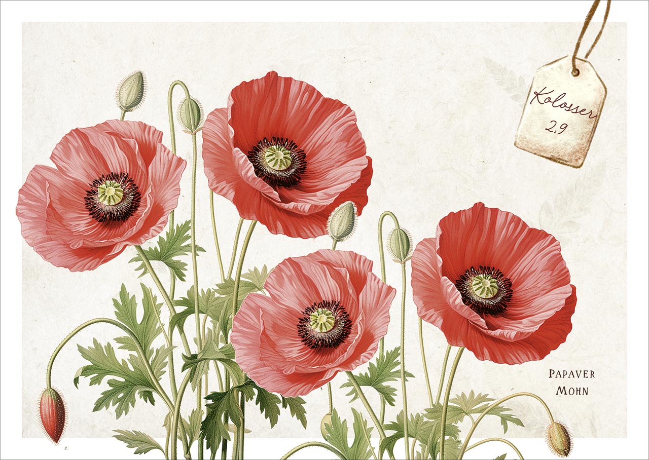 Postkartenbox Meisterwerke des Schöpfers - Freude im Garten -  (15 x 11 cm)