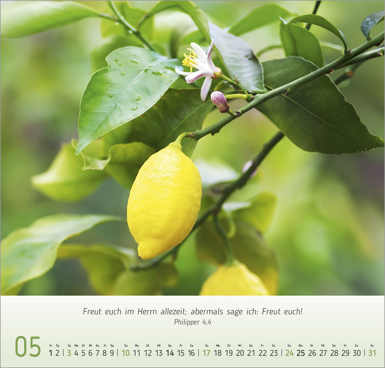 Gesichter der Natur Wandkalender 2026