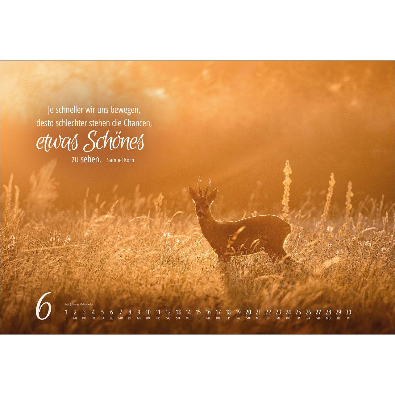 Real Wildlife 2027 -  (49 x 34 x 0,1 cm)