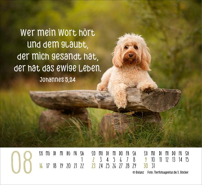 Hunde - treue Wegbegleiter  - Minikalender 2026